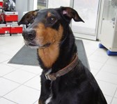 Boomer Dobi
